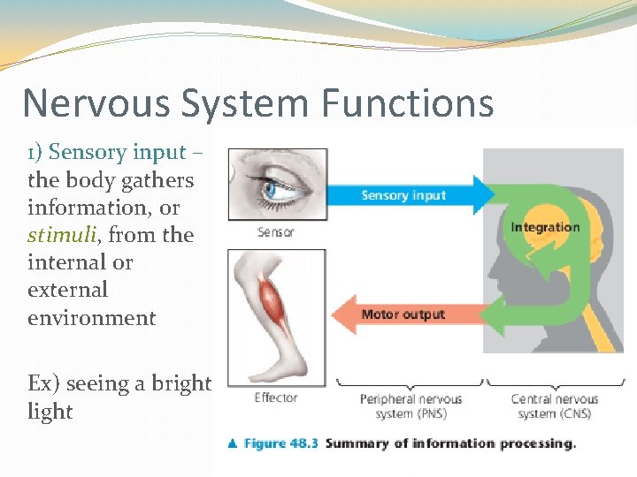 Nervous System Functions 1) Sensory input – the body gathers information, or stimuli, from Nervous System Functions 1) Sensory input – the body gathers information, or stimuli, from