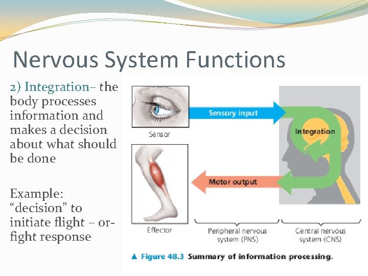 Nervous System Functions 2) Integration– the body processes information and makes a decision about Nervous System Functions 2) Integration– the body processes information and makes a decision about