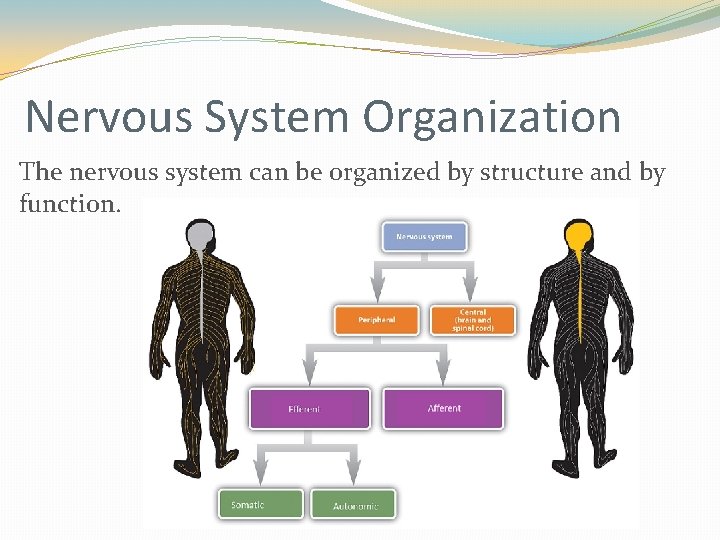 Nervous System Organization The nervous system can be organized by structure and by function. Nervous System Organization The nervous system can be organized by structure and by function.