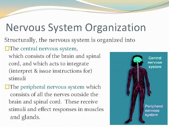 Nervous System Organization Structurally, the nervous system is organized into �The central nervous system, Nervous System Organization Structurally, the nervous system is organized into �The central nervous system,