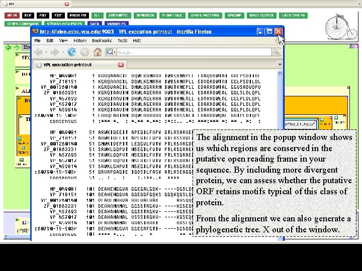 The alignment in the popup window shows us which regions are conserved in the