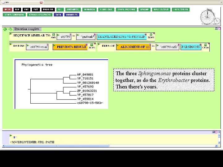 The three Sphingomonas proteins cluster together, as do the Erythrobacter proteins. Then there's yours.