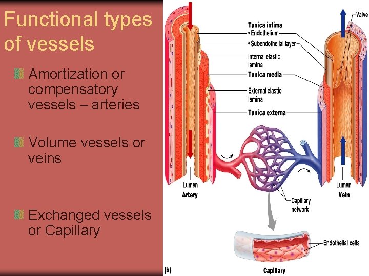 Functional types of vessels Amortization or compensatory vessels – arteries Volume vessels or veins
