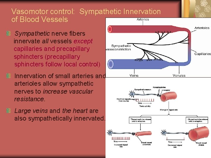 Vasomotor control: Sympathetic Innervation of Blood Vessels Sympathetic nerve fibers innervate all vessels except