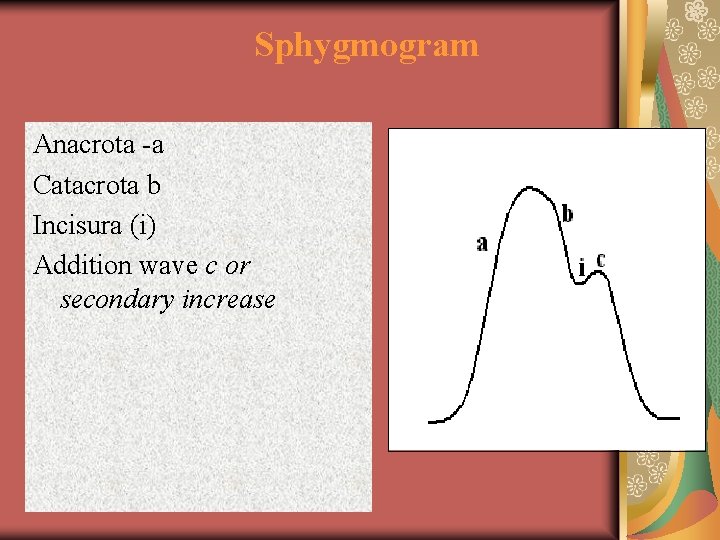 Sphygmogram Anacrota -а Catacrota b Incisura (i) Addition wave с or secondary increase 