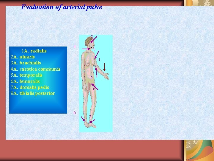 Evaluation of arterial pulse 5 1 А. radialis 2 A. ulnaris 3 A. brachialis