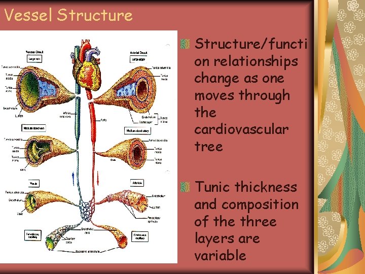 Vessel Structure/functi on relationships change as one moves through the cardiovascular tree Tunic thickness