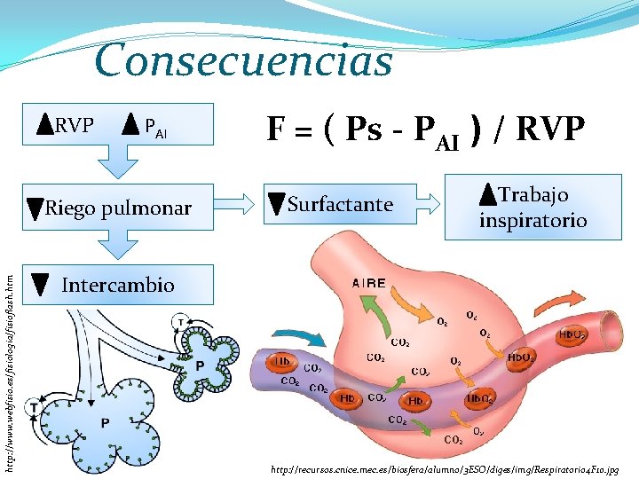 Consecuencias RVP PAI http: //www. webfisio. es/fisiologia/fisioflash. htm Riego pulmonar F = ( Ps