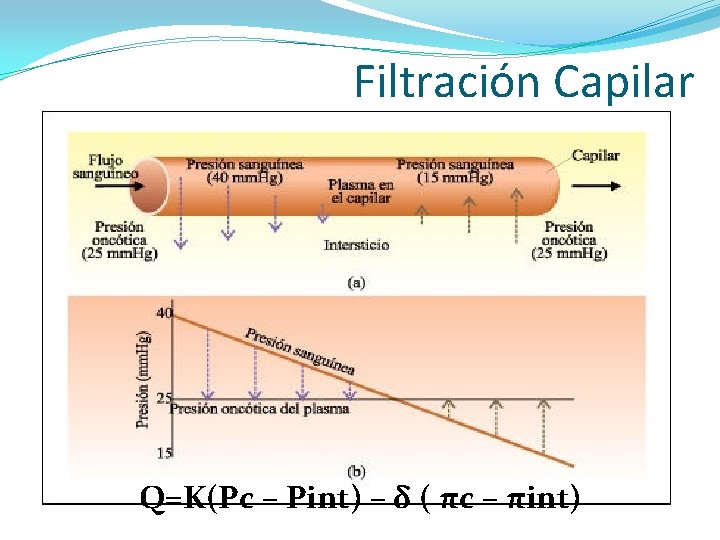 Filtración Capilar Q=K(Pc – Pint) – δ ( πc – πint) 