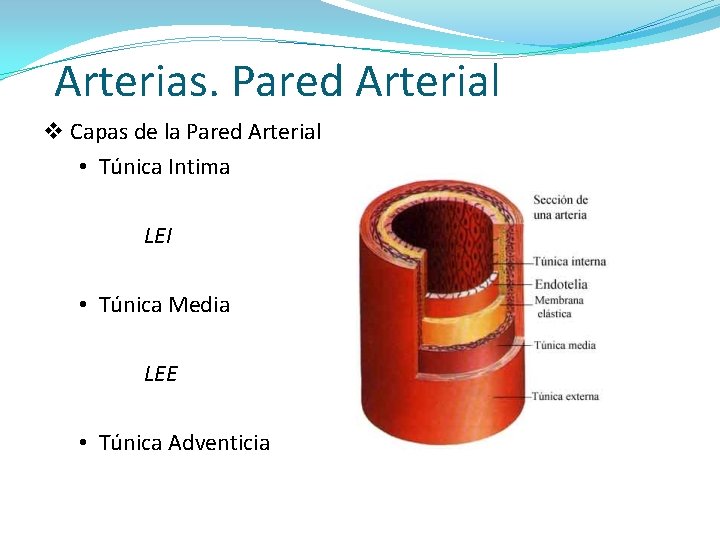 Arterias. Pared Arterial v Capas de la Pared Arterial • Túnica Intima LEI •