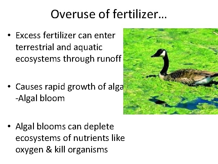 Overuse of fertilizer… • Excess fertilizer can enter terrestrial and aquatic ecosystems through runoff