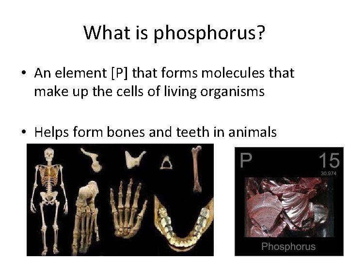 What is phosphorus? • An element [P] that forms molecules that make up the