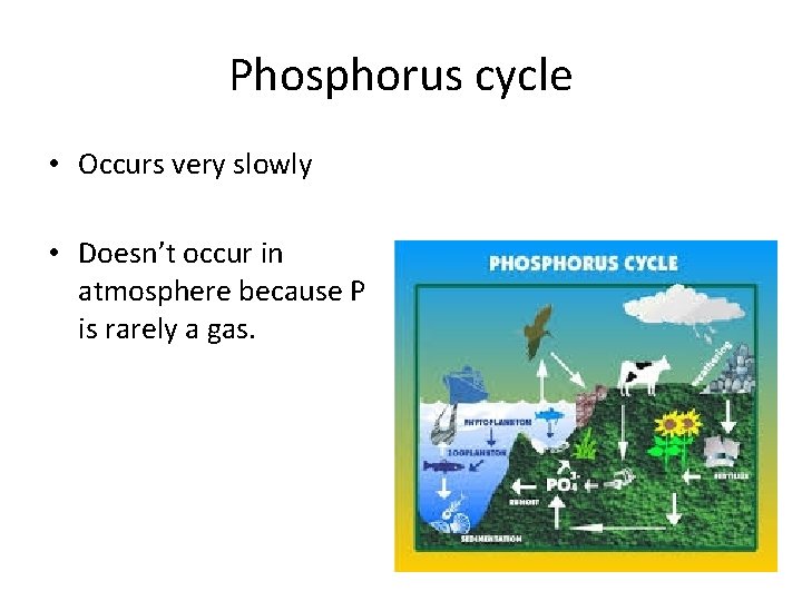 Phosphorus cycle • Occurs very slowly • Doesn’t occur in atmosphere because P is