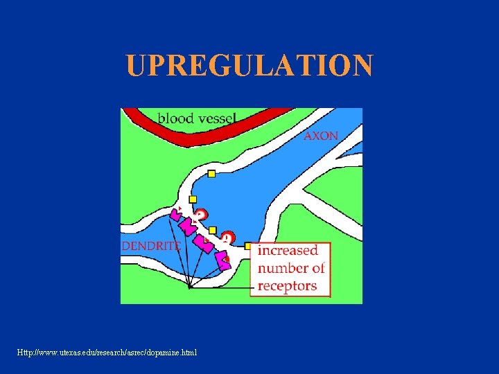 UPREGULATION Http: //www. utexas. edu/research/asrec/dopamine. html 