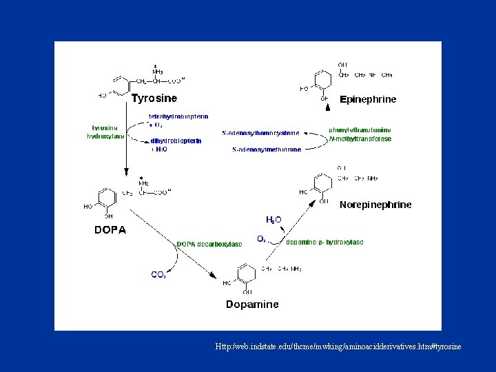 Http: /web. indstate. edu/thcme/mwking/aminoacidderivatives. htm#tyrosine 