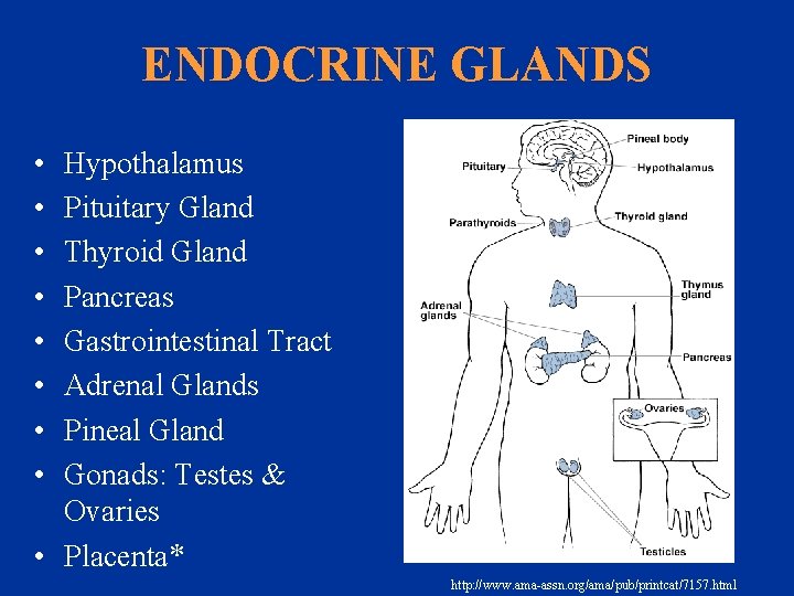 ENDOCRINE GLANDS • • Hypothalamus Pituitary Gland Thyroid Gland Pancreas Gastrointestinal Tract Adrenal Glands