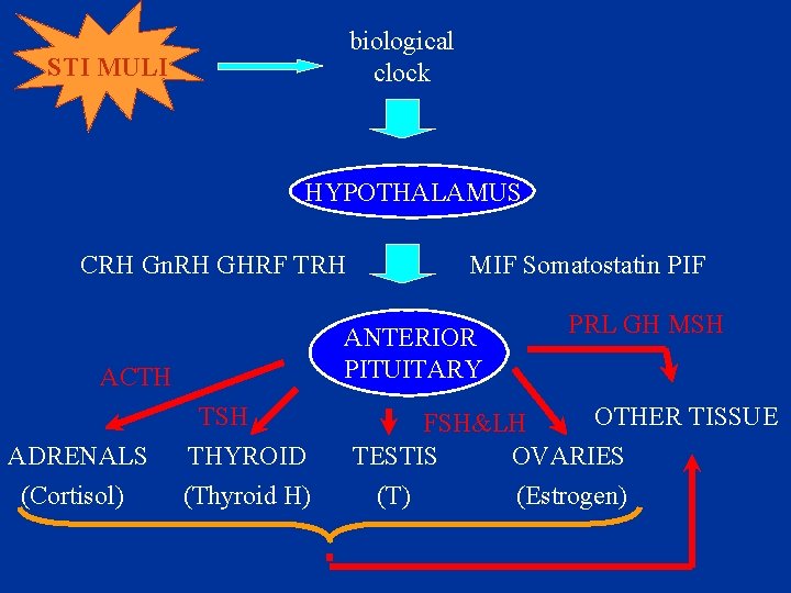 biological clock STI MULI HYPOTHALAMUS CRH Gn. RH GHRF TRH ANTERIOR PITUITARY ACTH ADRENALS