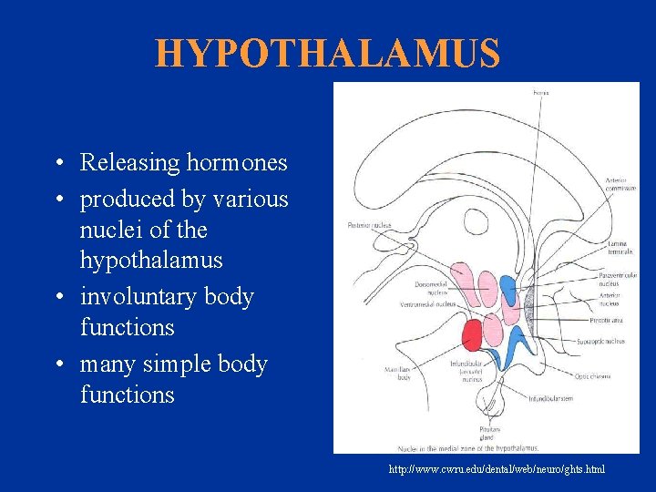 HYPOTHALAMUS • Releasing hormones • produced by various nuclei of the hypothalamus • involuntary