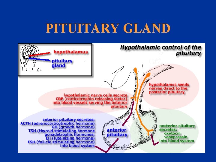 PITUITARY GLAND 