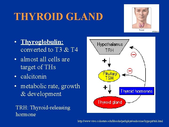 THYROID GLAND • Thyroglobulin: converted to T 3 & T 4 • almost all