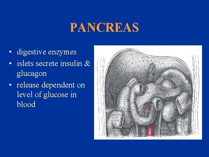 PANCREAS • digestive enzymes • islets secrete insulin & glucagon • release dependent on