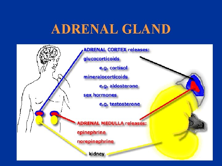 ADRENAL GLAND 