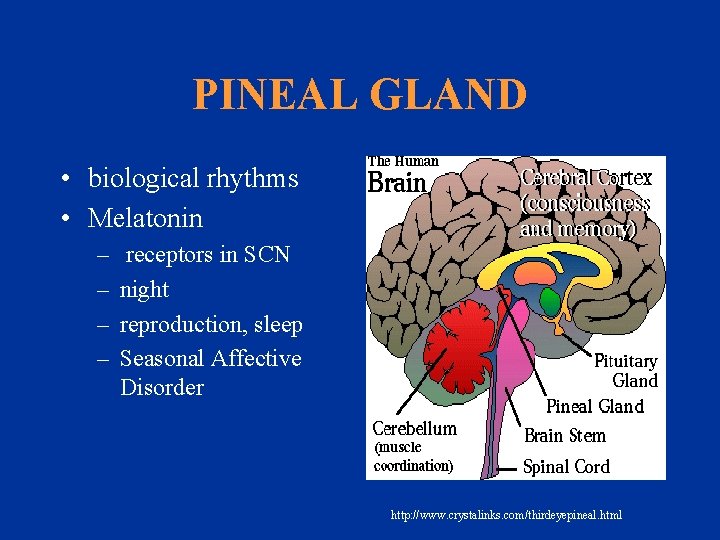 PINEAL GLAND • biological rhythms • Melatonin – – receptors in SCN night reproduction,