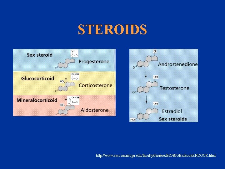 STEROIDS http: //www. emc. maricopa. edu/faculty/farabee/BIOBK/Bio. Book. ENDOCR. html 