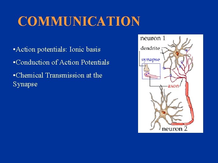 COMMUNICATION • Action potentials: Ionic basis • Conduction of Action Potentials • Chemical Transmission