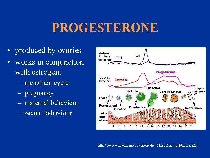 PROGESTERONE • produced by ovaries • works in conjunction with estrogen: – – menstrual