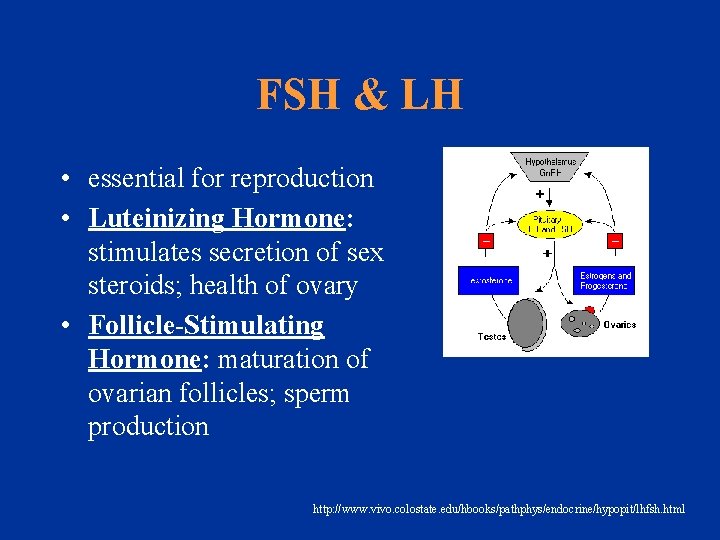 FSH & LH • essential for reproduction • Luteinizing Hormone: stimulates secretion of sex