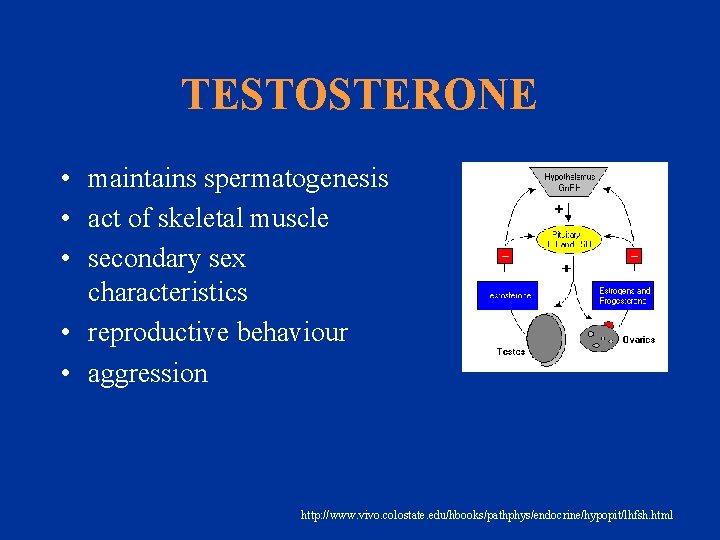 TESTOSTERONE • maintains spermatogenesis • act of skeletal muscle • secondary sex characteristics •