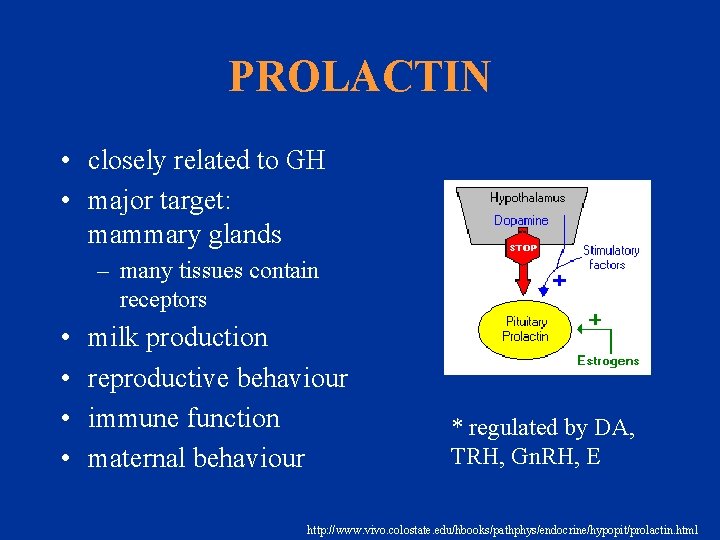 PROLACTIN • closely related to GH • major target: mammary glands – many tissues