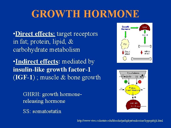 GROWTH HORMONE • Direct effects: target receptors in fat; protein, lipid, & carbohydrate metabolism