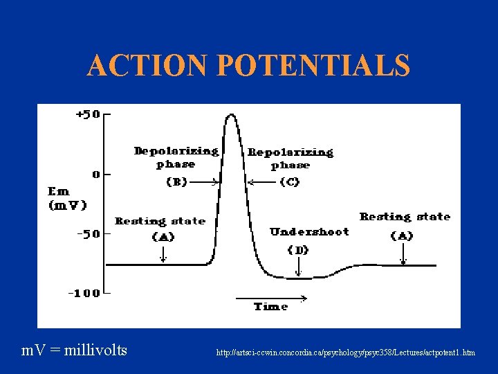 ACTION POTENTIALS m. V = millivolts http: //artsci-ccwin. concordia. ca/psychology/psyc 358/Lectures/actpotent 1. htm 