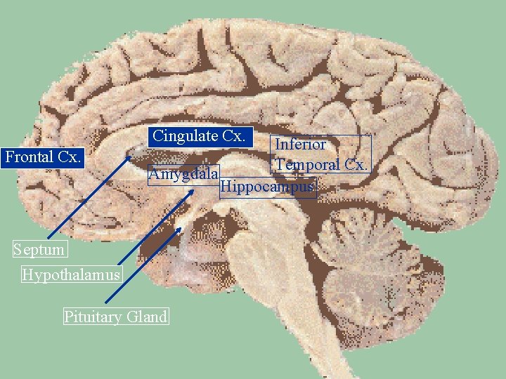 Brain here Cingulate Cx. Frontal Cx. Inferior Temporal Cx. Amygdala Hippocampus Septum Hypothalamus Pituitary