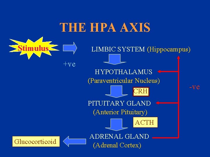 THE HPA AXIS Stimulus LIMBIC SYSTEM (Hippocampus) +ve HYPOTHALAMUS (Paraventricular Nucleus) CRH PITUITARY GLAND