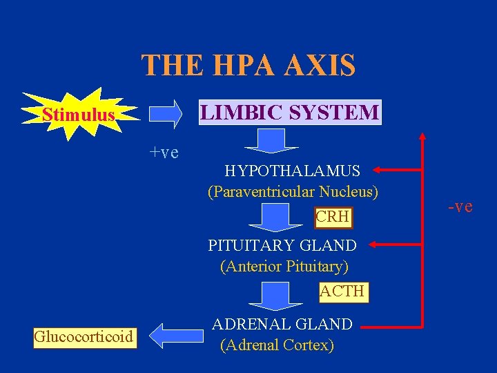 THE HPA AXIS LIMBIC SYSTEM Stimulus +ve HYPOTHALAMUS (Paraventricular Nucleus) CRH PITUITARY GLAND (Anterior