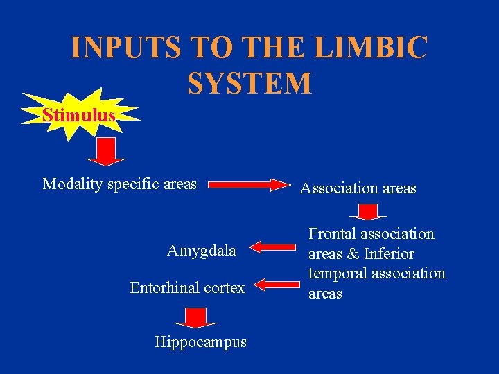 INPUTS TO THE LIMBIC SYSTEM Stimulus Modality specific areas Amygdala Entorhinal cortex Hippocampus Association