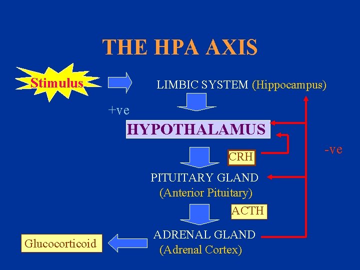 THE HPA AXIS Stimulus LIMBIC SYSTEM (Hippocampus) +ve HYPOTHALAMUS CRH PITUITARY GLAND (Anterior Pituitary)