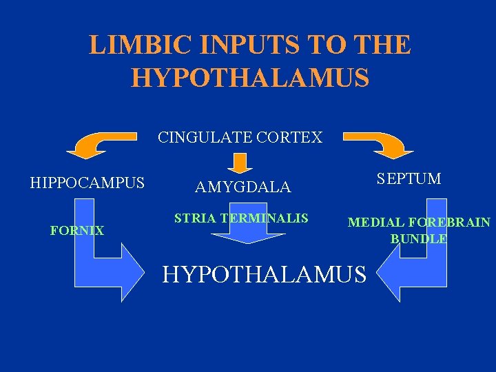 LIMBIC INPUTS TO THE HYPOTHALAMUS CINGULATE CORTEX HIPPOCAMPUS FORNIX SEPTUM AMYGDALA STRIA TERMINALIS MEDIAL