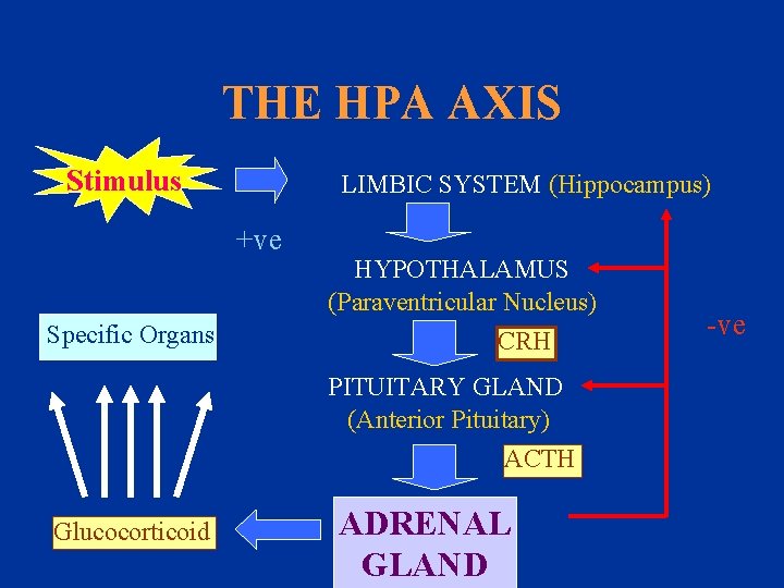 THE HPA AXIS Stimulus LIMBIC SYSTEM (Hippocampus) +ve Specific Organs HYPOTHALAMUS (Paraventricular Nucleus) CRH