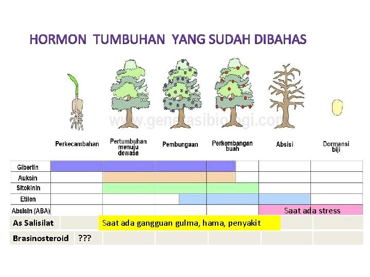 Saat ada stress As Salisilat Brasinosteroid Saat ada gangguan gulma, hama, penyakit ? ?