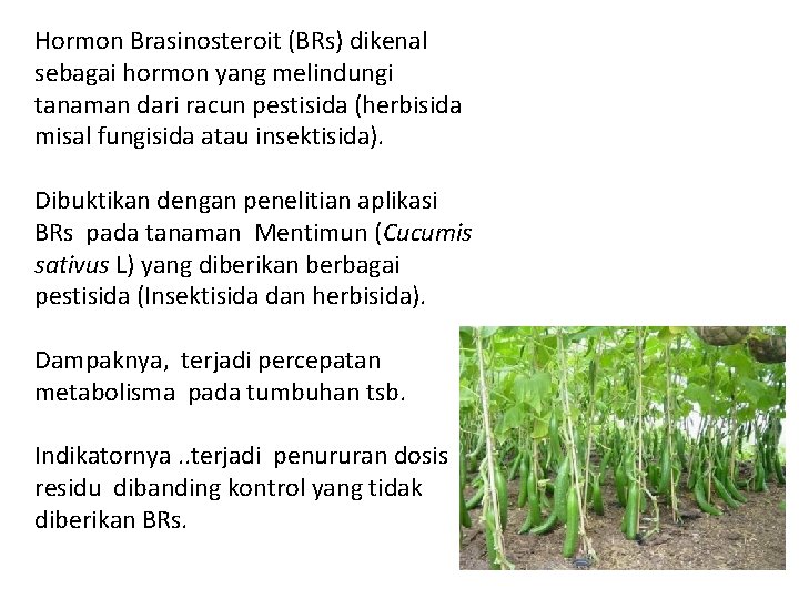 Hormon Brasinosteroit (BRs) dikenal sebagai hormon yang melindungi tanaman dari racun pestisida (herbisida misal