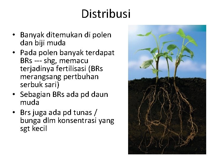 Distribusi • Banyak ditemukan di polen dan biji muda • Pada polen banyak terdapat