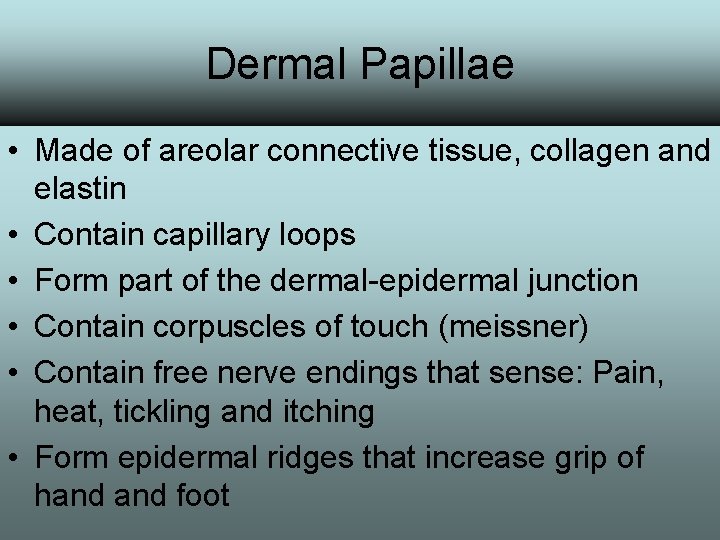 Dermal Papillae • Made of areolar connective tissue, collagen and elastin • Contain capillary