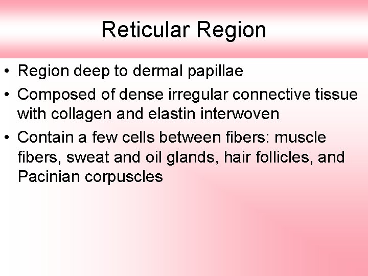 Reticular Region • Region deep to dermal papillae • Composed of dense irregular connective