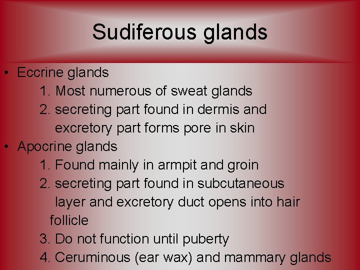Sudiferous glands • Eccrine glands 1. Most numerous of sweat glands 2. secreting part