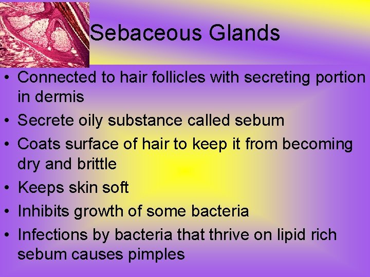 Sebaceous Glands • Connected to hair follicles with secreting portion in dermis • Secrete