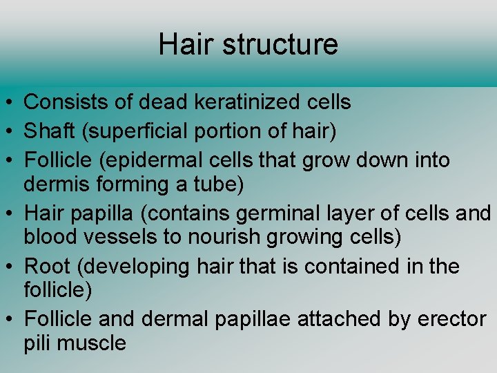 Hair structure • Consists of dead keratinized cells • Shaft (superficial portion of hair)